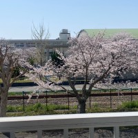 加古川市　桜